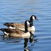 Ross Giesler (@geese3927) Twitter profile photo Ross Giesler (@geese3927) Twitter profile photo