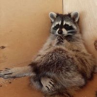laga (@lagoatenka) 's Twitter Profile Photo