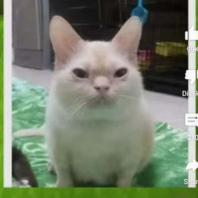 DIGITAL_KITTYY's profile picture. cabbit