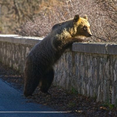 Partenopeo: quindi lavami col fuoco 🔥 ma lasciami stare altrimenti ti bruci assai.........