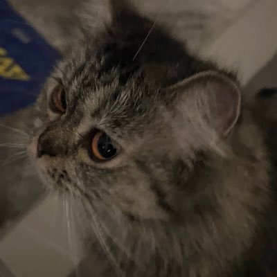 Majd_DEVe's profile picture. swe @UJCCSE