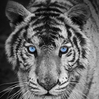 BookishIam's profile picture. Grew up in Pittsburgh. God Fearing Conservative Patriot,  Free Thinker, Love of History, Philosophy, Music, Humanities, & Classical Education.