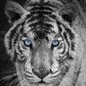 BookishIam's profile picture. Grew up in Pittsburgh. God Fearing Conservative Patriot,  Free Thinker, Love of History, Philosophy, Music, Humanities, & Classical Education.