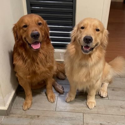 Golden Retrievers who love to eat, play, poop and repeat 🐶 Croissant 🥐 - Gold - 29 Apr 2021 🐶 Cooper 🚗 - Red - 15 Nov 2021 🐶 Creating memories 🫶🏻