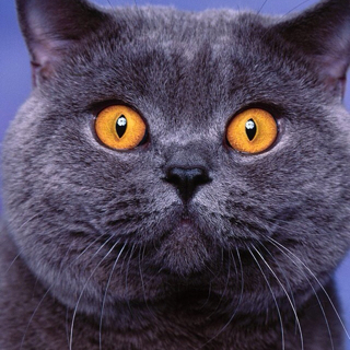 cherry0515's profile picture. 정권교체만이 살길!!!