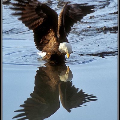 Freedom_Brett's profile picture. 