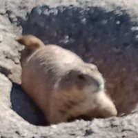 caden_dust (alt) (@cadendust) 's Twitter Profile