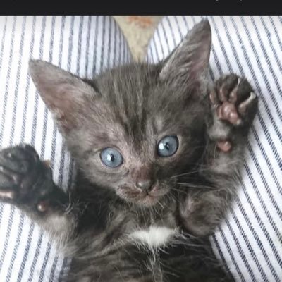 noir_noir0728's profile picture. 日常アカです。愛するモノは家族、お猫さま、最推し槇原敬之様、よみぃ様、角野隼人様、石井琢磨様、ふみ様、石田泰尚様、好きな音楽はクラシック、ロック、Jazz、趣味は麻雀、パンとお菓子作り、食べ歩き、料理、薔薇、ドライブ、お蕎麦、美術館、読書はマンガ～ネット小説まで雑食 副業などは興味有りませんフォローお断りします🥹