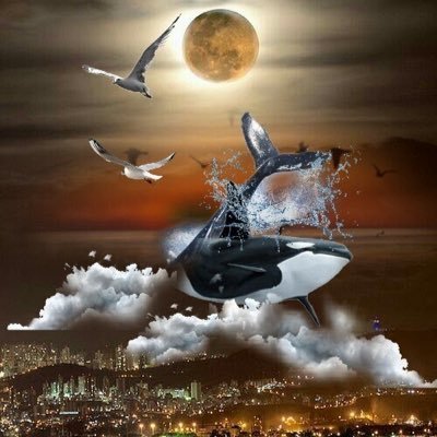 mmdbsh1's profile picture. 