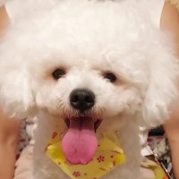 梁家的“熊”孩兒 ʕ•ᴥ•ʔ (@leungdot) 's Twitter Profile