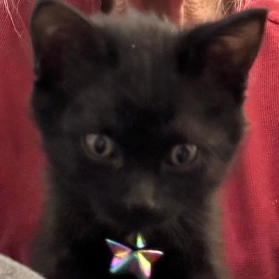 I am very smol House Panther, baby type. Learning all the things to train my WeMa, Hooman type.