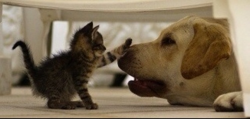 Nekowithus's profile picture. 관심분야 : 봉사 / 됐고- 고마 같이 봉사나 가자냥- // #봉사당 소식알림 냥이