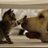 Nekowithus's profile image
