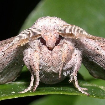 K4t1eK's profile picture. i pretty much just reply and retweet