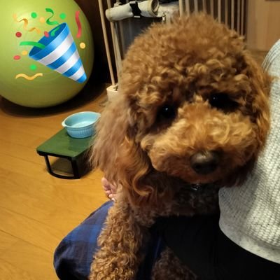 2人暮らし🌸
趣味→川柳に俳句、プランター栽培、ガーデニング✿
手作り→梅干し、果樹酒、糠漬けなど
※何度か交流のあった方以外のDM❌
☕️コーヒー好き。
小さな暮らしを目指しています。
'05年1月生まれのしんのすけ🐕
('21年1月30日天国へ)
'22年5月17日生まれの琥珀(こはく)🐶
動画をup 中。