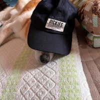 sig_pit (@sig_pit6) 's Twitter Profile