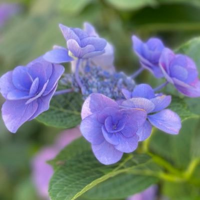 mizuaoi_06's profile picture. 