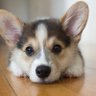 CaroBucks's profile picture. I❤️🇺🇸!❤️OSU🏈Bengals🏈Reds⚾️ManuSamoa🏉All Blacks🏉Proud🇺🇸🇦🇸🇼🇸🇹🇴! Sports over Politics! No Politics! The Corgi doesn't vote! B1G!