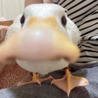 DuckisDuck(@duckisduckdraws) 's Twitter Profile Photo