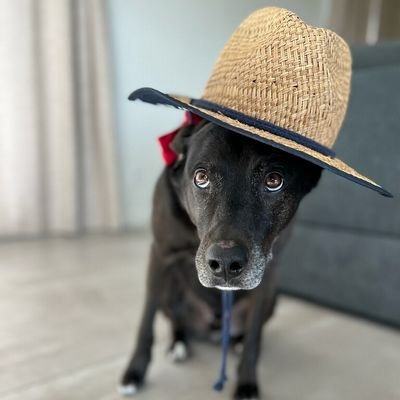 mypantsrpoopy's profile picture. Nah