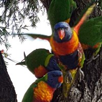 Major Rai ❤🧡💛💚💙💜 Lorikeet.(@MajorRai2022) 's Twitter Profile Photo