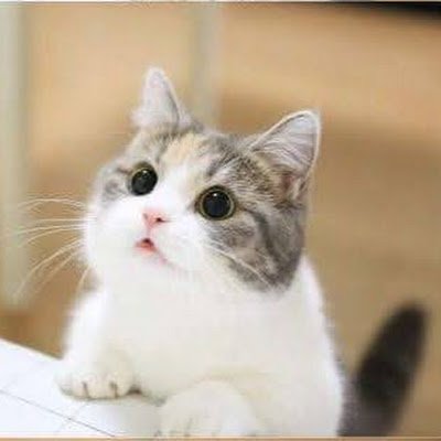 chan_onii32208's profile picture. 