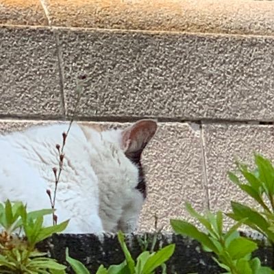 kawami_rainbow's profile picture. 🏳️‍🌈🏳️‍⚧️ 読んだ本の記録→#kawalire