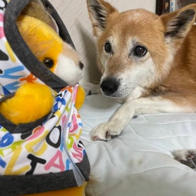 パペットぬいのらいおんさんのアカウント。以前のツイートはわんこのナナさんのお写真だよ。飼い主はこっち→@nozmi_gg ナナパイセンは2023.10🌈へ