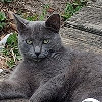 ive_been_raptured let my cat out (@i_been_raptured) 's Twitter Profile