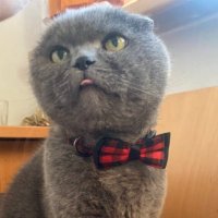 Felipinho vs COVID19 kkkk ❤️ Memecoin (@haynes04dc3) 's Twitter Profile