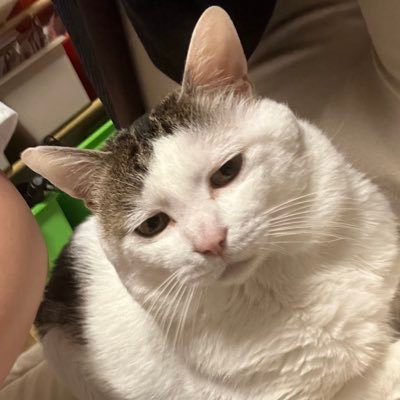 ayataka0801's profile picture. やる気のない無能です
