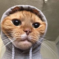 Alexandru Pancu ❤️ Memecoin (@mccraryv7ocid) 's Twitter Profile