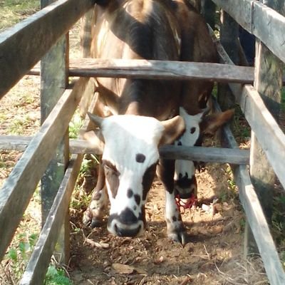 Soy pendejo por naturaleza no por adicciones innecesarias.