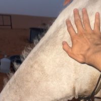 وليد العتيبي 1713 (@a12921_) 's Twitter Profile Photo