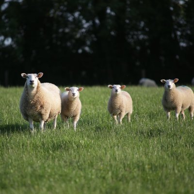 Belclare Sheep Society