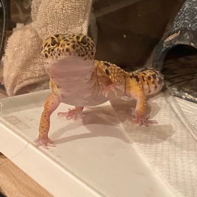 maki_reopappa's profile picture. レオパ8匹🦎アオジタ１匹🦎