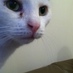 David the Kat (@davidthekatmp) Twitter profile photo
