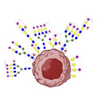 GlyCanDrug (@glycandrug) 's Twitter Profile Photo GlyCanDrug (@glycandrug) 's Twitter Profile Photo