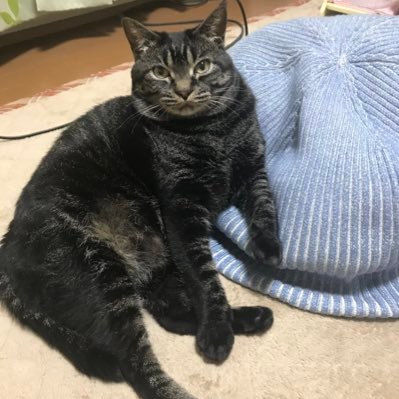 x2iJ3UCFZb11481's profile picture. 愛猫いよちゃんが2025/2/14に虹の橋を渡りました。多頭飼育崩壊でレスキューされたひまる&みう+預かり子猫のめいちゃんと投資について話すかも🐈💹アイコンの写真はまだいよちゃん💖Side Fire中。