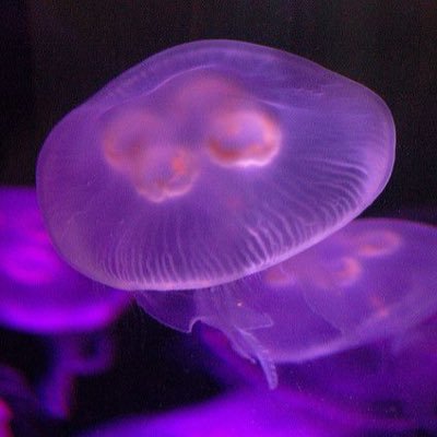 i love me sum jellyfish  ~ 20!!