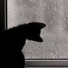 Bociratus's profile picture. 