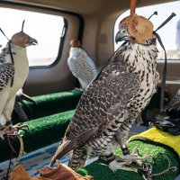 عبيده (الضياغم) (لباسة الجوخ. ذباحة الشيوخ) (@alabiedi505) Twitter profile photo