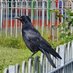 Karen Craw (@cannycorvid) Twitter profile photo Karen Craw (@cannycorvid) Twitter profile photo