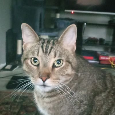 sepajain's profile picture. 16
she/they
i do dumb shit sometimes