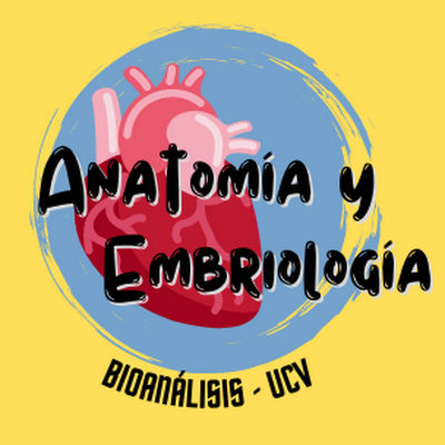 Anatomía y Embriología para estudiantes de Bioanálisis