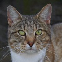 Amanda Howard ❤️ Memecoin (@suarezvyuzpl5) 's Twitter Profile