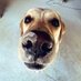 Fritte (@labradoedl) Twitter profile photo Fritte (@labradoedl) Twitter profile photo