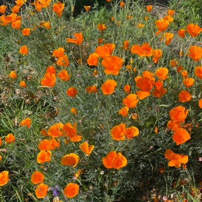 flowermomma5's profile picture. Coffee is not just for morning. pineapple, jalapeño pizza is a yes you can have what you want on your half . #democracy #voteblue