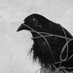 monochromecrows (@monochromecrows) Twitter profile photo