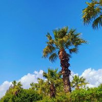 Sevdaa👑 (@mersinlisevda) 's Twitter Profile Photo